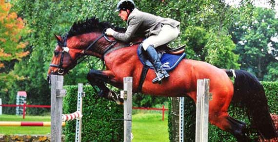 Showjumping Stallion