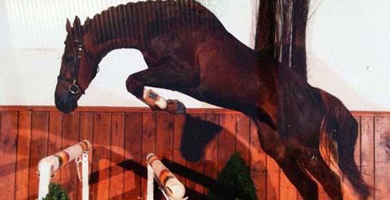 Sport Horses For Sale