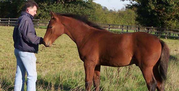 Young Sport Horses