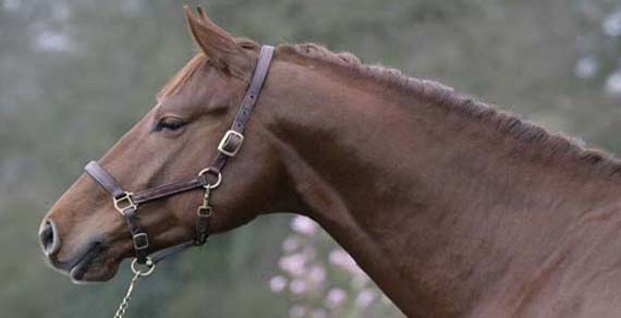 Sport Horses Breeders