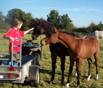 Euro Sport Horses
